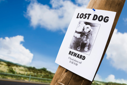 What To Do If Your Pet Is Missing